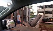 Caminhão carregado de suínos tomba na BR 472 em Três de Maio