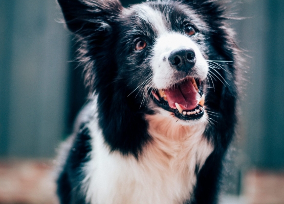 baptist-standaert-mx0DEnfYxic-unsplash