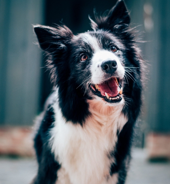 baptist-standaert-mx0DEnfYxic-unsplash