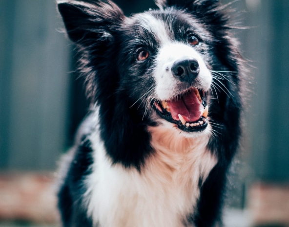 baptist-standaert-mx0DEnfYxic-unsplash