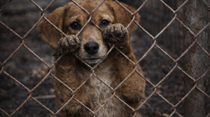 ChatGPT Image 29 de dez. de 2025, 08_14_44