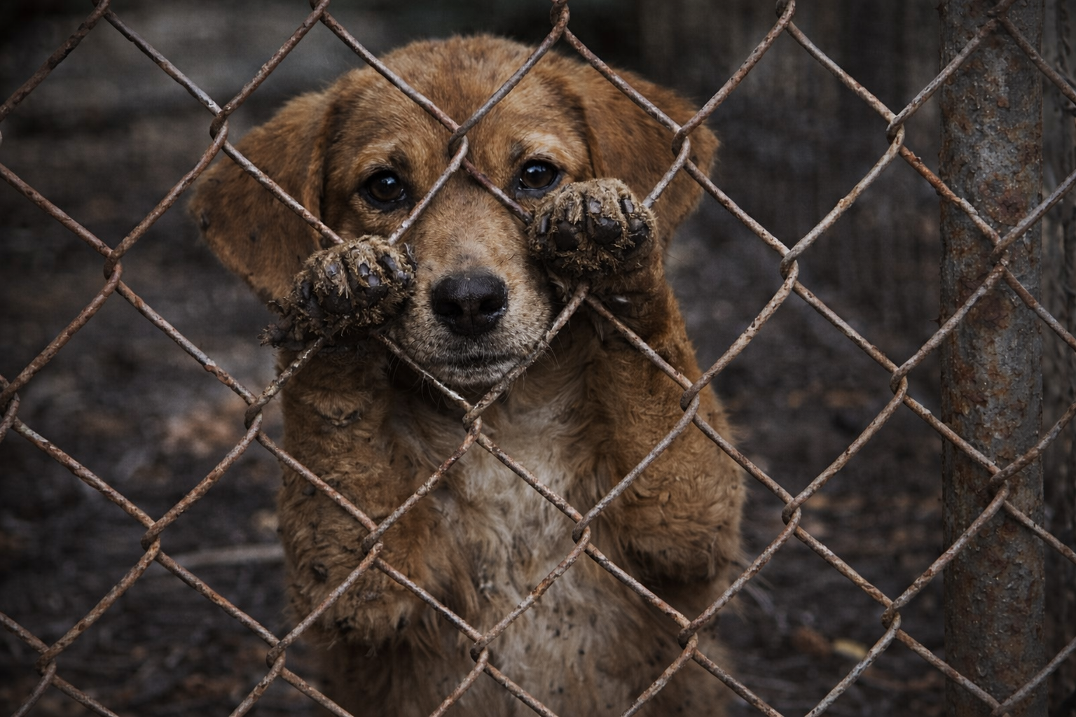 ChatGPT Image 29 de dez. de 2025, 08_14_44 ChatGPT Image 29 de dez. de 2025, 08_14_44