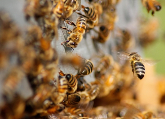 abelhas