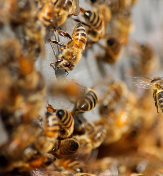 abelhas