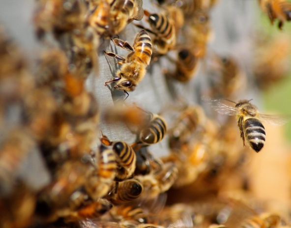 abelhas