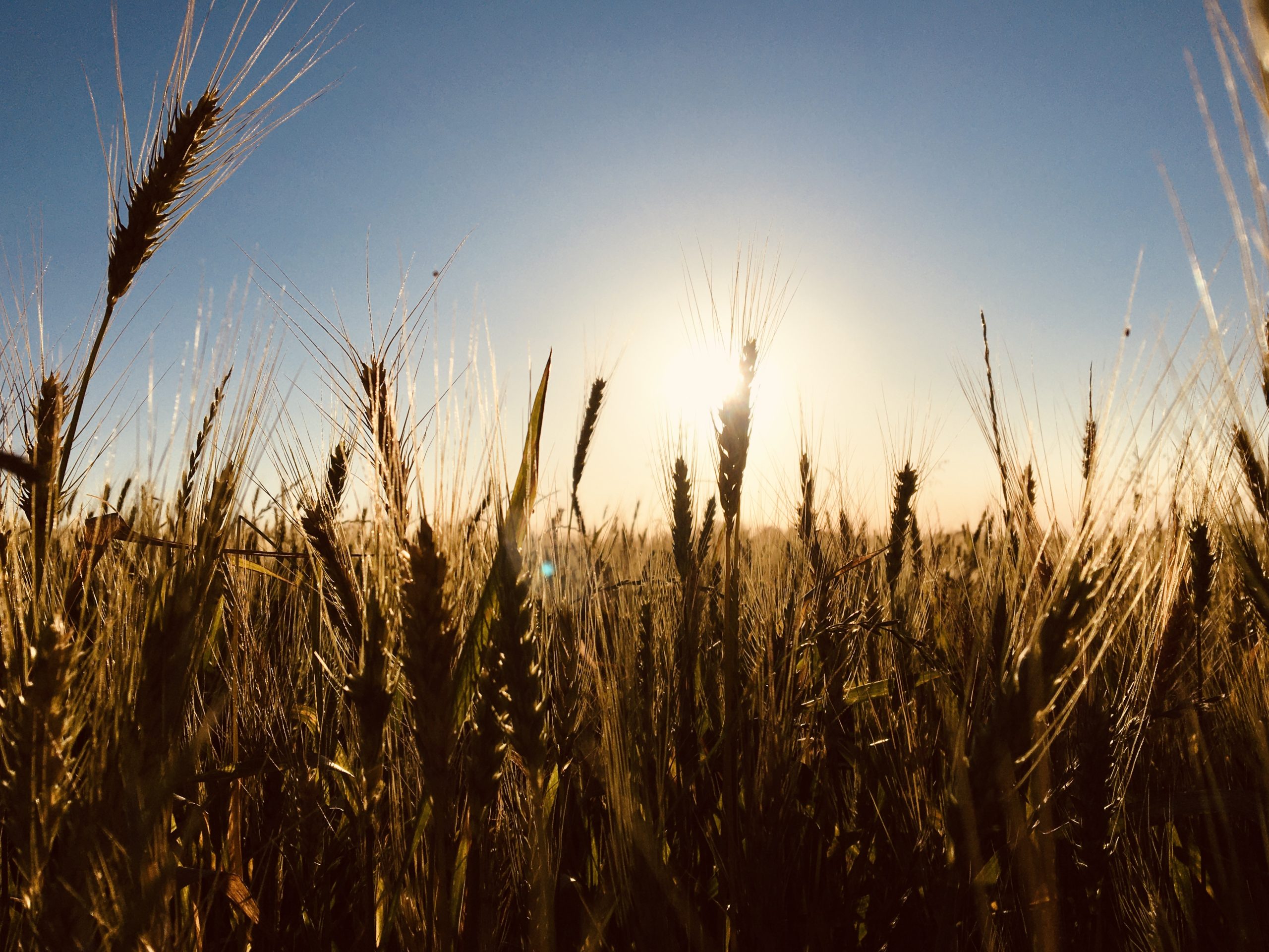 IMG_3823.JPG IMG_3823.JPG