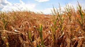 WhatsApp Image 2026-03-10 at 14.36.02