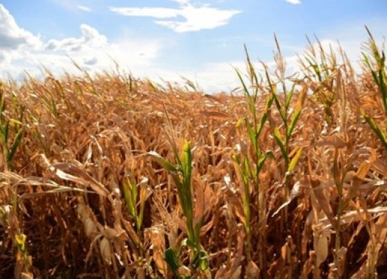 WhatsApp Image 2026-03-10 at 14.36.02